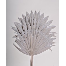 SUN PALM 8" x 14"  White Wash- OUT OF STOCK